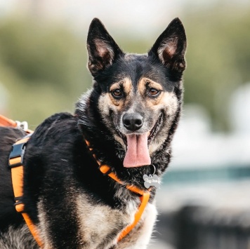 Артиши милли 23. Милли даром. Артиши милли. Национальное единство таджикистана. Милли даром.