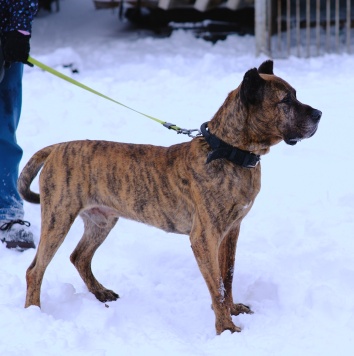 Собаки в добрые руки - Бутуз - 1