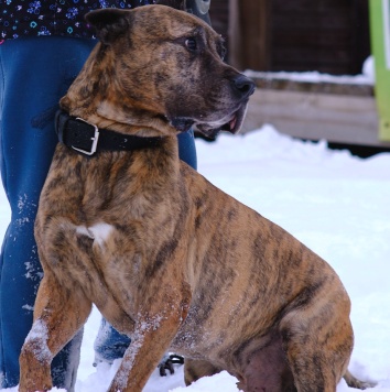 Собаки в добрые руки - Бутуз - 2