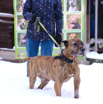 Собаки в добрые руки - Бутуз - 4