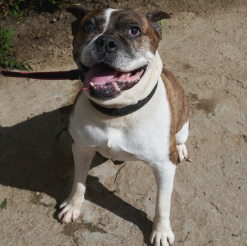 Собаки в добрые руки - Кентавр