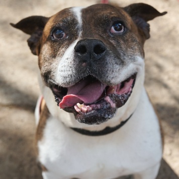 Собаки в добрые руки - Кентавр - 1