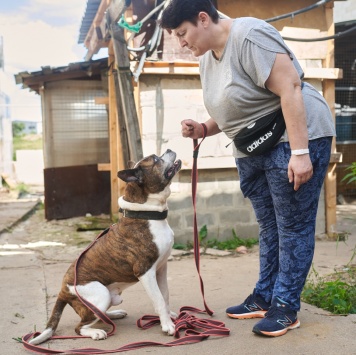 Собаки в добрые руки - Кентавр - 2