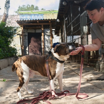 Собаки в добрые руки - Кентавр - 3