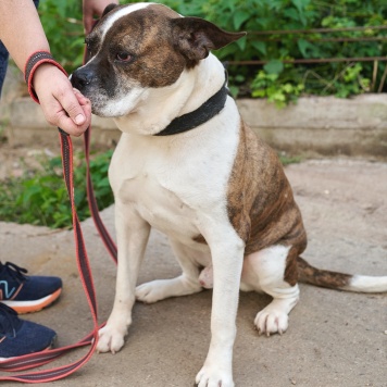 Собаки в добрые руки - Кентавр - 4