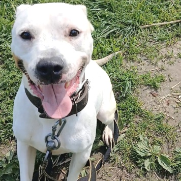 Сахар - Собаки в добрые руки