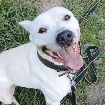 Собаки в добрые руки - Сахар - 1