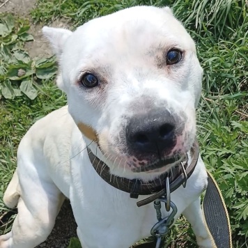 Собаки в добрые руки - Сахар - 3