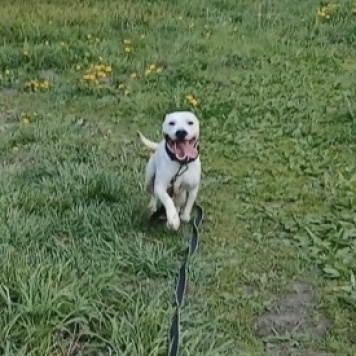 Собаки в добрые руки - Сахар - 4