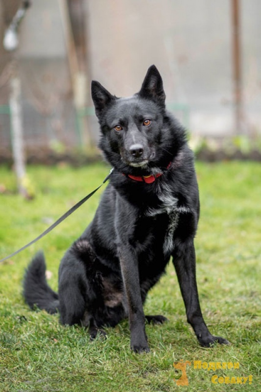 животные. добрый мир собаки. добрый мир собаки. для детей. выставка собак в сокольниках 2022 здание снаружи.