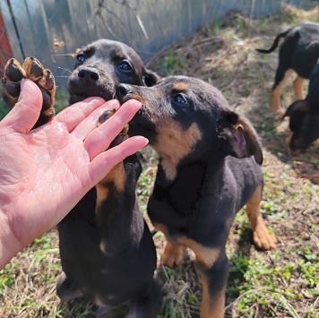 Собаки в добрые руки - щенки выброшены в деревне - 1