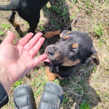 Собаки в добрые руки - щенки выброшены в деревне - 2
