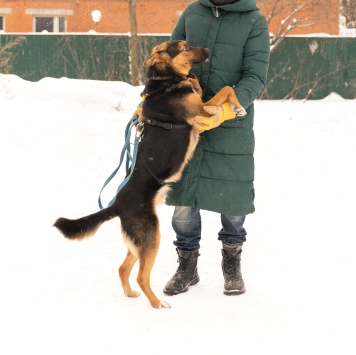 Собаки в добрые руки - Яго - 4