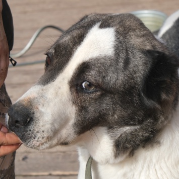 Байкал - Собаки в добрые руки
