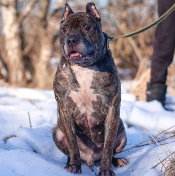 Собаки в добрые руки - Ташкент