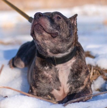 Собаки в добрые руки - Ташкент - 2