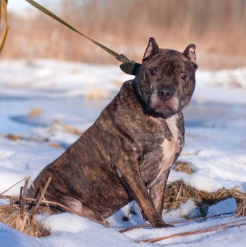 Собаки в добрые руки - Ташкент - 3