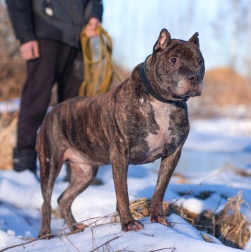 Собаки в добрые руки - Ташкент - 4