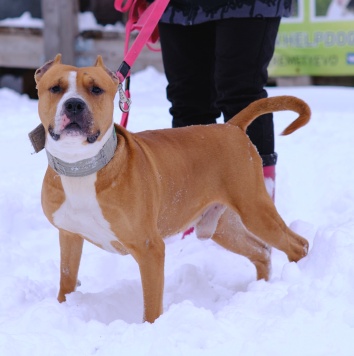 Яцик - Собаки в добрые руки