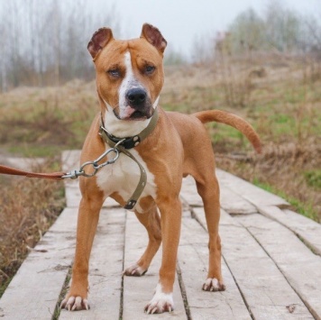 Собаки в добрые руки - Яцик