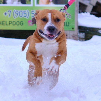 Собаки в добрые руки - Яцик - 1