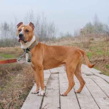 Собаки в добрые руки - Яцик - 1