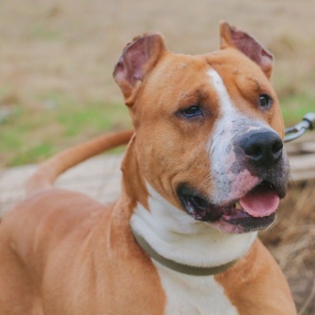 Собаки в добрые руки - Яцик - 2