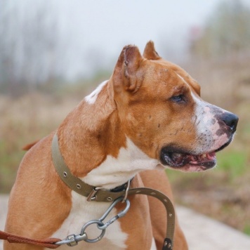 Собаки в добрые руки - Яцик - 3