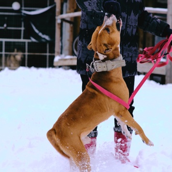 Собаки в добрые руки - Яцик - 4