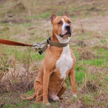 Собаки в добрые руки - Яцик - 4