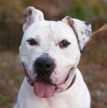 Собаки в добрые руки - Кристиан - 1