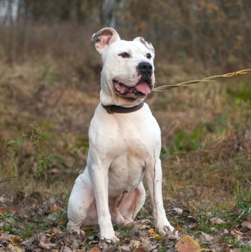 Собаки в добрые руки - Кристиан - 2