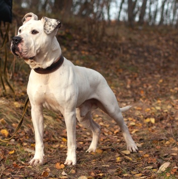 Собаки в добрые руки - Кристиан - 4