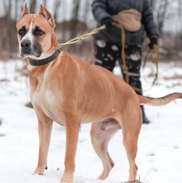 Собаки в добрые руки - Банкир