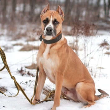 Собаки в добрые руки - Банкир - 1