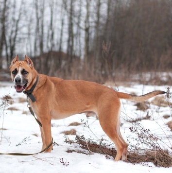 Собаки в добрые руки - Банкир - 2