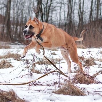 Собаки в добрые руки - Банкир - 3