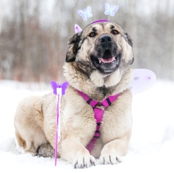 Собаки в добрые руки - Каюна