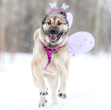 Собаки в добрые руки - Каюна - 3