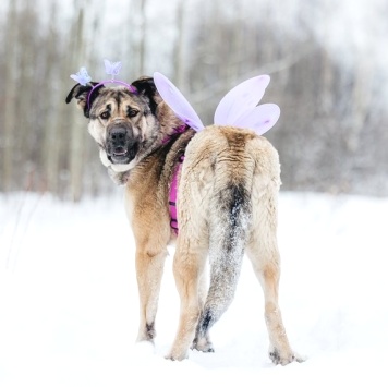 Собаки в добрые руки - Каюна - 4