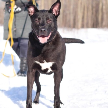 Собаки в добрые руки - Риддик