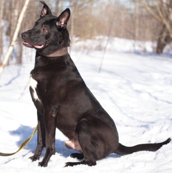 Собаки в добрые руки - Риддик - 2