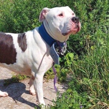 Джесур - Собаки в добрые руки