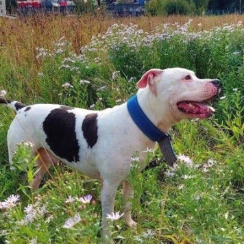 Собаки в добрые руки - Джесур - 1