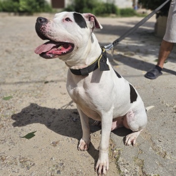 Собаки в добрые руки - Джесур - 2