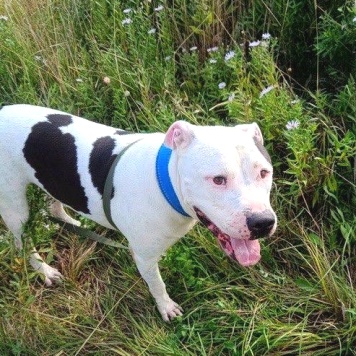 Собаки в добрые руки - Джесур - 3