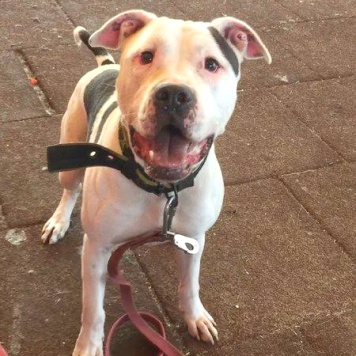 Собаки в добрые руки - Джесур - 4