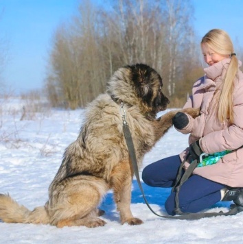 Собаки в добрые руки - Ярофея - 4