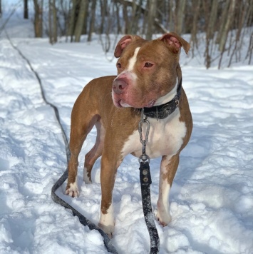 Сухич - Собаки в добрые руки