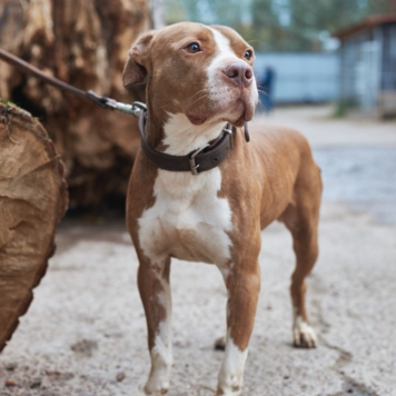 Сухич - Собаки в добрые руки